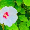 ９月１２日