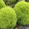 コキアとざる菊の成長が楽しみです🌿🌼