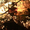 桜満開の京都