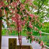 縁結び祈願！太宰府の竈門神社（かまどじんじゃ）は良縁のパワースポット