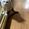P活動週報(2023年3月第3週〜第4週)
