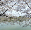 “桜に集う人々”の表情に注目してみると？――前回のお題「桜」ふりかえり