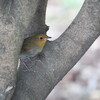 足下からコマドリ(大阪城野鳥探鳥 2016/10/22 5:55-14:15)