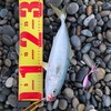 2020.8.3七里御浜早朝ショアジギング