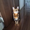 サボってるけど、元気です。猫もワタシも。