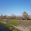 2020豊田ラブリバー公園の桜