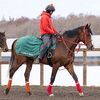 １４日の検疫で美浦・手塚厩舎へ初入厩しています。☆アルテアシップ