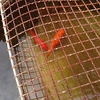 最近の見習いたい金魚 フナ尾の和金