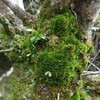 苔の探索：①キイウリゴケ