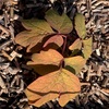 秋に葉を出した草木　No295