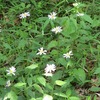 神代植物公園_山野草（東京都調布市）