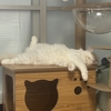 猛暑続く