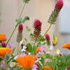 梅雨前までの花盛り