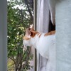猫たち、鳥を発見！