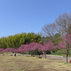 寒緋桜 と 白木蓮