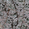 雪と雨氷。