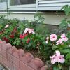 小さな花壇の住人たち