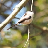 やまざとの野鳥