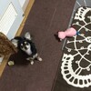 まろにー249日目