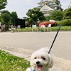 大阪城公園へ、犬とお出かけ