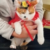 猫は服を着てくれない(*´ﾟ∀ﾟ｀)ノｨｮｫ♪