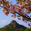 里桜 ・  栴檀寺 ( 世田薬師 ) ( 2013-04-26 )