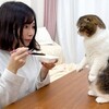 可愛いネコちゃんシリーズー1・・・