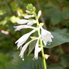 ギボウシ‘タマノカンザシ’の白花