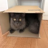こっそりコッソリ…