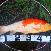 鯉を育てる 稚魚編 Thrilling Tsurilling 鯉を育てる 稚魚編 Thrilling Tsurilling