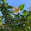 山茶花や明日の見える鏡欲し(あ)