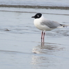 ふなばし三番瀬海浜公園の野鳥　ズグロカモメ・ダイシャクシギ他　２０２２年３月１３日