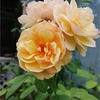 コスモスを植えた＊アマプラのこと