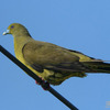 頭赤緑鳩（ズアカアオバト）♀