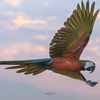 鳥撮り物語#70「コンゴウインコの飛翔撮影」