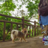 【動画で見る】ペットと一緒に行く御岳山 / 愛犬の健康祈願に御岳山へ行こう【DJI OSMOとDJI Phantom3 オンリーで撮影】