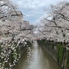 目黒川🌸桜