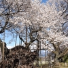 神代桜を見て来ました