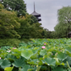 明日を生きる多発性骨髄腫患者の日常203 早朝の京都散歩