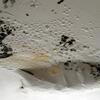  Mold Remedation Contractors Ideas 