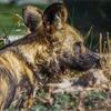 また動物園でリカオンが他のリカオンに襲われてしまった！