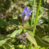 リンドウの花は「サァン，ツァン，サァン，ツァン」と踊りだす