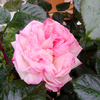 バラ園開花状況