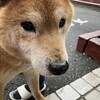 迷い犬