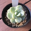 『アイスグリーン』の成長記録【多肉植物】