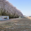 平成２７年度　遠山の・・・桜吹雪のスタート