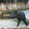 マレーバク Tapirus indicus