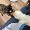 至れり尽くせりのお昼寝タイム。