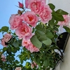 マロニエの花が。。