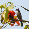 木棉花と鳥